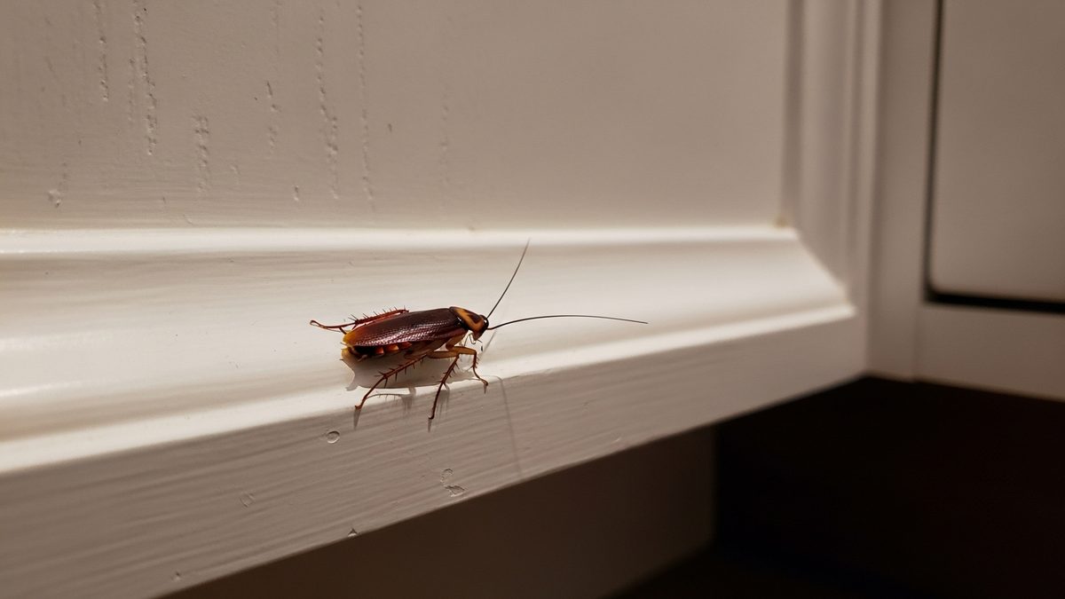 How to Get Rid of Roaches for Good